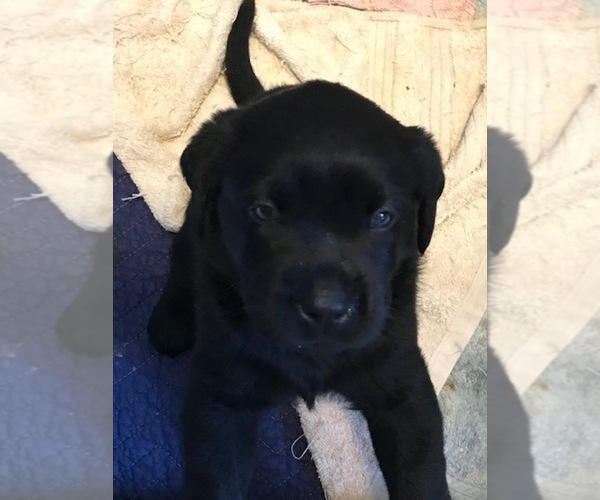 Medium Photo #10 Labrador Retriever Puppy For Sale in KITTRELL, NC, USA