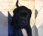 Small Photo #10 Labrador Retriever Puppy For Sale in KITTRELL, NC, USA