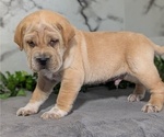 Small #11 Cocker-Pei