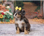 Kaley - Female Bernedoodle (Miniature) Puppy for Sale - Small photo