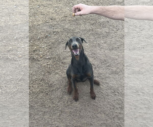 Medium Photo #2 Doberman Pinscher Puppy For Sale in Buffalo, MN, USA