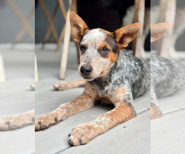 Medium Photo #4 Mutt Puppy For Sale in Paso Robles, CA, USA