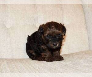 YorkiePoo Puppy for sale in MOCKSVILLE, NC, USA