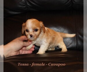 Cavapoo Dog for Adoption in CLARKRANGE, Tennessee USA