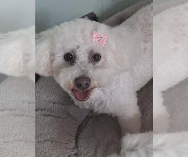 Medium Photo #1  Puppy For Sale in , 