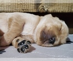 Small Photo #4 Golden Retriever Puppy For Sale in SAINT LOUIS, MO, USA