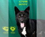 Small #1 Australian Kelpie Mix