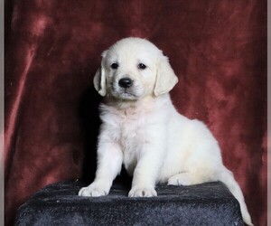 English Cream Golden Retriever Puppy for sale in FREDERICKSBG, OH, USA