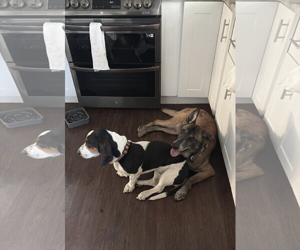 Medium Photo #13 Mutt Puppy For Sale in Stevens Point, WI, USA