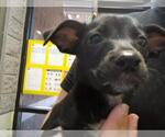 Small Labrador Retriever Mix