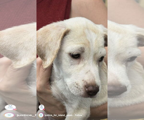 Medium Photo #2 Labrador Retriever-Maremma Sheepdog Mix Puppy For Sale in Virginia Beach, VA, USA