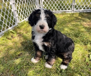 Bernedoodle-Bernese Mountain Dog Mix Puppy for sale in AMERICAN FALLS, ID, USA
