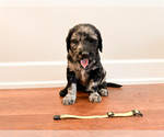 Puppy Myrtle Goldendoodle