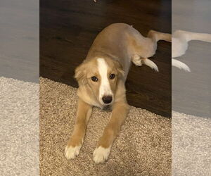 Australian Retriever Dogs for adoption in MECHANICSBURG, PA, USA