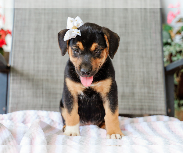 Medium Photo #1 Beagle-Mutt Mix Puppy For Sale in LIBERTY, KY, USA