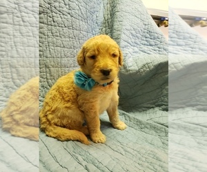 Goldendoodle Puppy for sale in DAKOTA, MN, USA