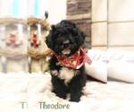 Small Photo #10 Bernedoodle Puppy For Sale in CONNERSVILLE, IN, USA