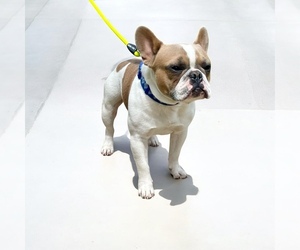 Father of the French Bulldog puppies born on 05/13/2025