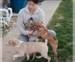 Small #7 Boxer-Shiba Inu Mix