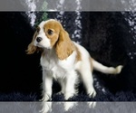 Small #3 Cavalier King Charles Spaniel