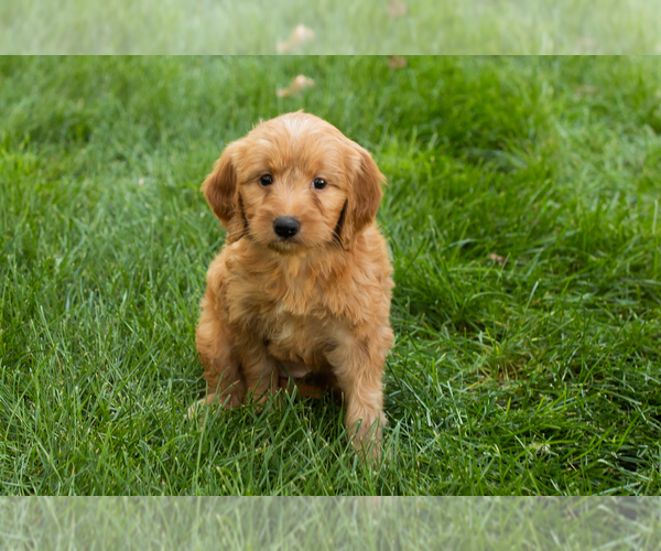 Medium Photo #13 Goldendoodle-Poodle (Miniature) Mix Puppy For Sale in NAPPANEE, IN, USA