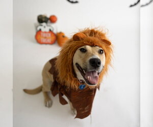 Kitchen - Female Mutt Dog for Adoption - Photo #14