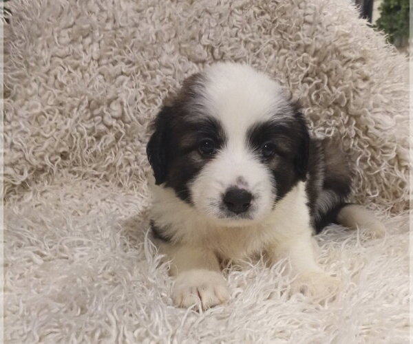 Medium Photo #1 Anatolian Pyrenees Puppy For Sale in Holly Springs, NC, USA