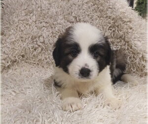 Anatolian Pyrenees Dogs for adoption in Holly Springs, NC, USA