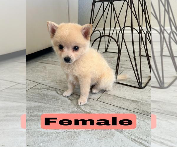 Medium Photo #3 Pomsky Puppy For Sale in PORTERVILLE, CA, USA