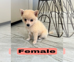 Small #2 Pomsky