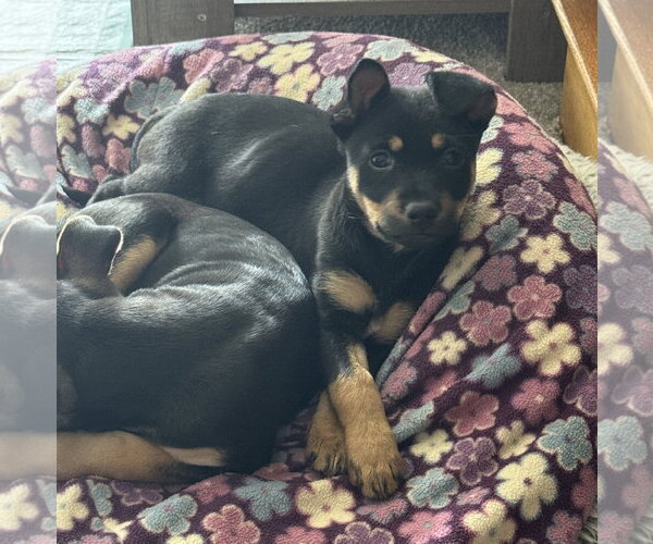 Medium Photo #3 Mutt Puppy For Sale in Brooklyn Center, MN, USA