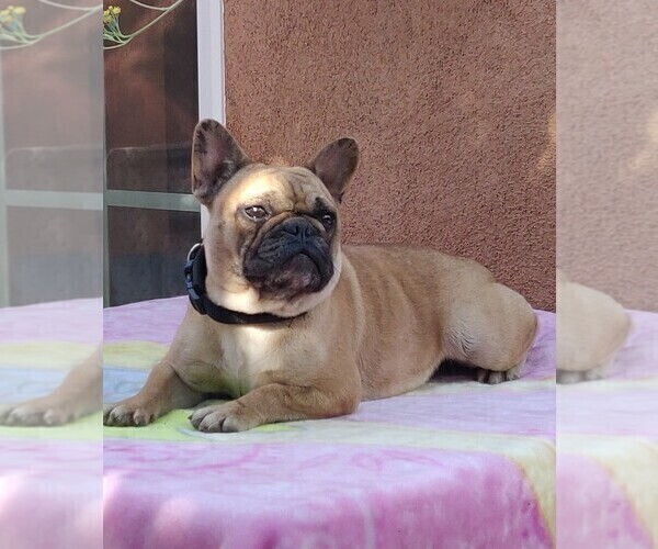 Medium Photo #1 French Bulldog Puppy For Sale in ARLETA, CA, USA