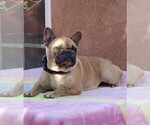 Small Photo #1 French Bulldog Puppy For Sale in ARLETA, CA, USA
