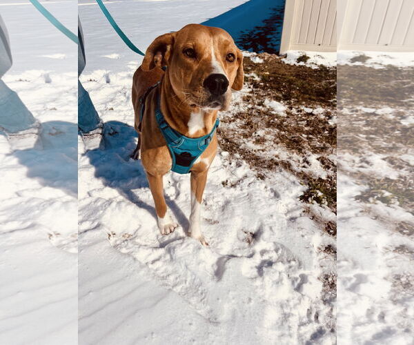 Medium Photo #3 Retriever -Unknown Mix Puppy For Sale in Corning, AR, USA