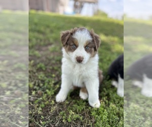 Australian Shepherd Puppy for sale in WARSAW, MO, USA