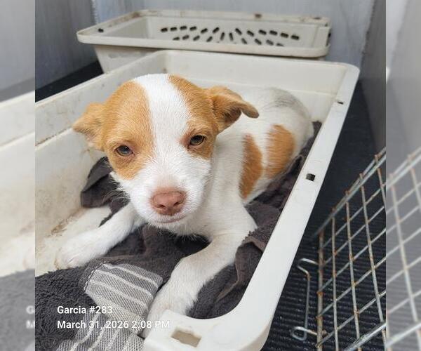 Medium Photo #1 Chihuahua-Unknown Mix Puppy For Sale in San Antonio, TX, USA