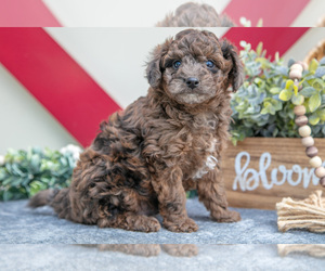 Medium Miniature Labradoodle