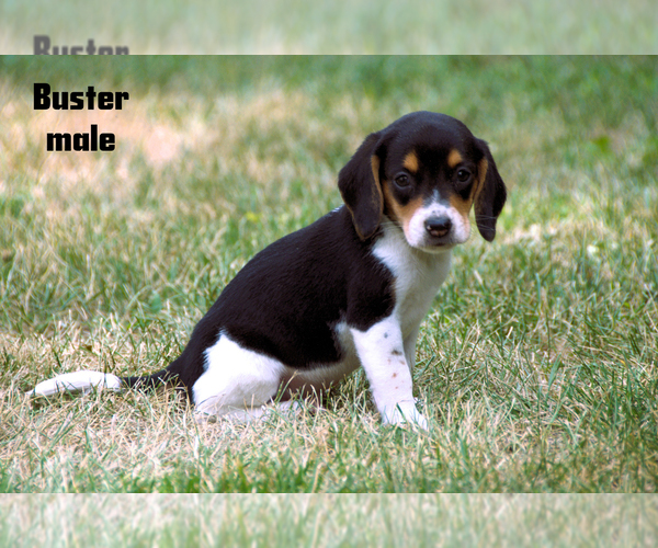 Medium Photo #5 Beagle Puppy For Sale in CLARE, MI, USA