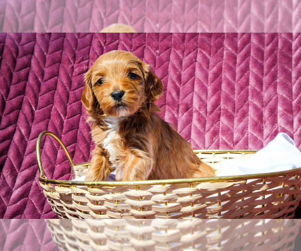 Medium Photo #1 Sheepadoodle Puppy For Sale in FAYETTEVILLE, NC, USA