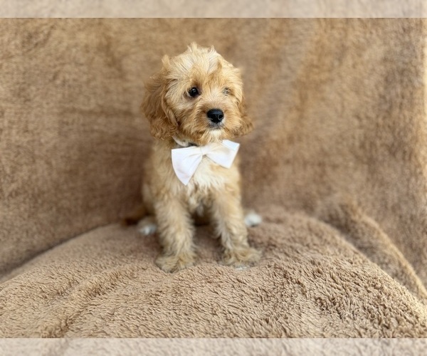 Medium Photo #10 Cavapoo (Miniature) Puppy For Sale in LAKELAND, FL, USA