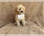 Small #9 Cavapoo (Miniature)