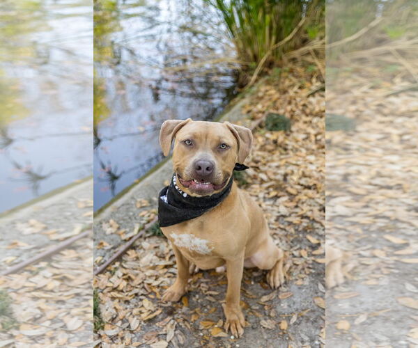 Medium Photo #3 Mutt Puppy For Sale in  Gainesville, FL, USA