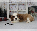 Small Photo #3 Cavalier King Charles Spaniel Puppy For Sale in CHANUTE, KS, USA
