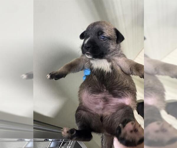 Medium Photo #1 Mutt Puppy For Sale in Bakersfield, CA, USA