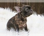 Small Photo #3 French Bulldog Puppy For Sale in BURBANK, CA, USA
