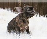 Small #2 French Bulldog