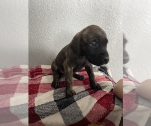 Mastiff Puppy for sale in OMAK, WA, USA