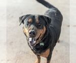 Small #5 Rottweiler Mix