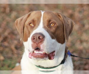 Finn - Male Saint Bernard-Unknown Mix Dog for Adoption - Photo #5