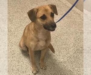 German Shepherd Dog-Unknown Mix Dogs for adoption in Conroe, TX, USA